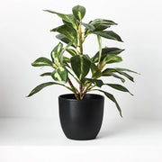 Dieffenbachia in Pot Green 26cmh – thumbnail
