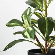 Dieffenbachia in Pot Green 26cmh – thumbnail