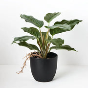 Spathiphyllum in Pot Green 25cmh – thumbnail