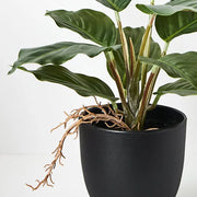 Spathiphyllum in Pot Green 25cmh – thumbnail
