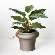 Spathiphyllum in Pot Green 25cmh – thumbnail