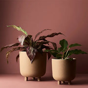 Spathiphyllum in Pot Green 25cmh – thumbnail