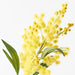 Wattle Yellow 36cml