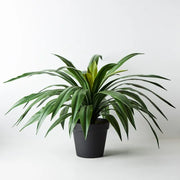 Yucca Plant Green 55cmh x 80cmd – thumbnail