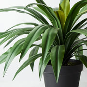 Yucca Plant Green 55cmh x 80cmd – thumbnail