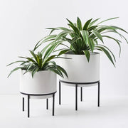 Yucca Plant Green 55cmh x 80cmd – thumbnail