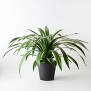 Yucca Plant Variegated 55cmh x 80cmd – thumbnail