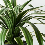 Yucca Plant Variegated 55cmh x 80cmd – thumbnail