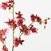 Orchid Dancing Crimson 98cml