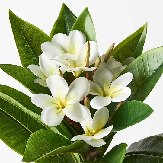 Frangipani Spray White Yellow 86cml