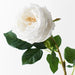Rose Austin Winter White 72cml