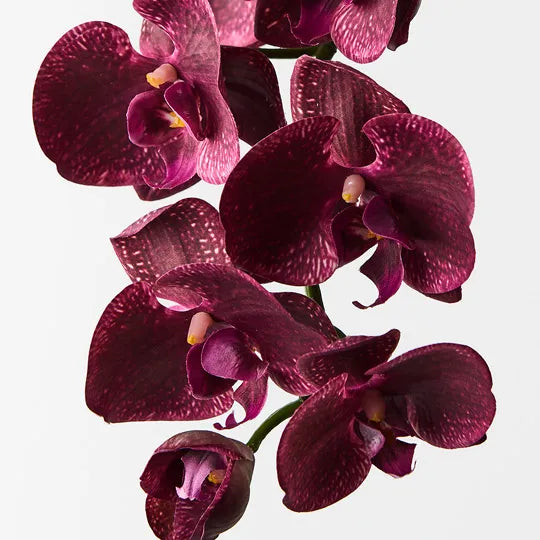 Orchid Phalaenopsis Spray Burgundy 92cml