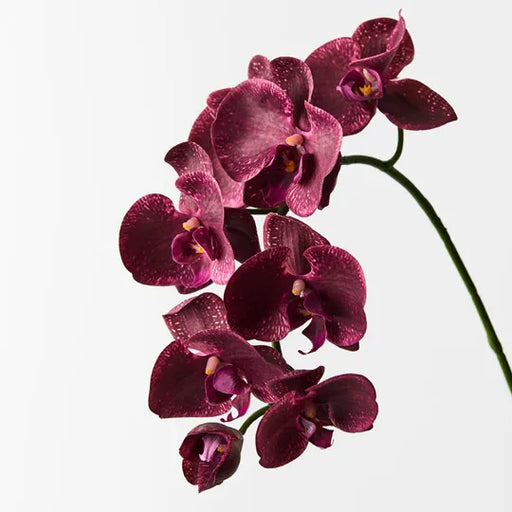 Orchid Phalaenopsis Spray Burgundy 92cml