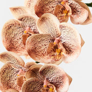 Orchid Phalaenopsis Spray Toffee 92cml
