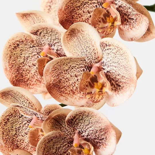 Orchid Phalaenopsis Spray Toffee 92cml