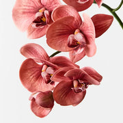 Orchid Phalaenopsis Spray Watermelon 92cml