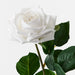 Rose Clara Winter White 60cml