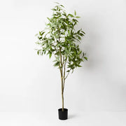 Eucalyptus Tree Grey Green 200cmh – thumbnail