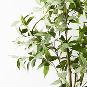 Eucalyptus Tree Grey Green 200cmh – thumbnail