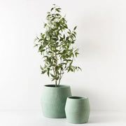 Eucalyptus Tree Grey Green 200cmh – thumbnail