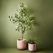 Eucalyptus Tree Grey Green 200cmh – thumbnail