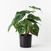 Syngonium Batik Plant Green 48cmh – thumbnail