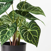 Syngonium Batik Plant Green 48cmh – thumbnail