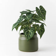 Syngonium Batik Plant Green 48cmh – thumbnail