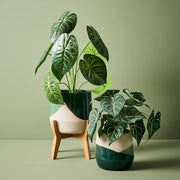 Syngonium Batik Plant Green 48cmh – thumbnail