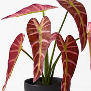 Alocasia Plant Burgundy 27cmh