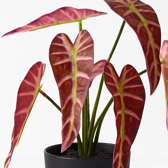 Alocasia Plant Burgundy 27cmh
