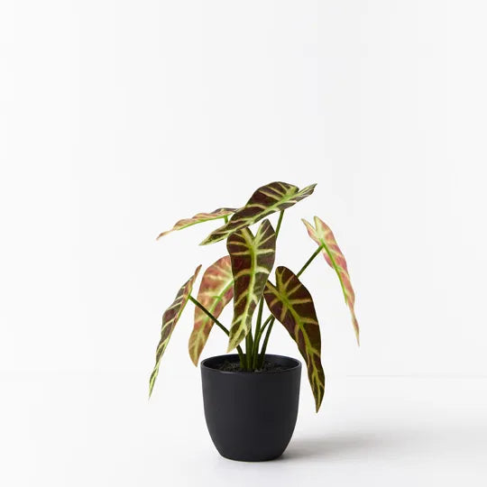 Alocasia Plant Green Burgundy 27cmh