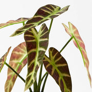 Alocasia Plant Green Burgundy 27cmh – thumbnail