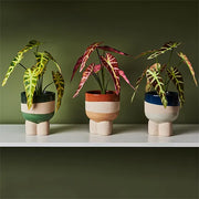 Alocasia Plant Green Burgundy 27cmh – thumbnail