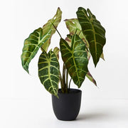 Alocasia Plant Dark Green 43cmh – thumbnail