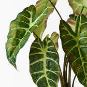 Alocasia Plant Dark Green 43cmh – thumbnail