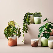 Alocasia Plant Dark Green 43cmh – thumbnail