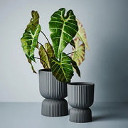 Alocasia Plant Dark Green 43cmh – thumbnail