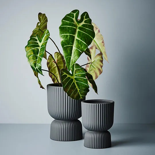 Alocasia Plant Dark Green 43cmh