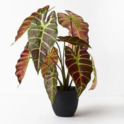 Alocasia Plant Green Burgundy 43cmh – thumbnail