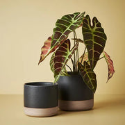 Alocasia Plant Green Burgundy 43cmh – thumbnail