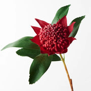 Waratah Red 45cml