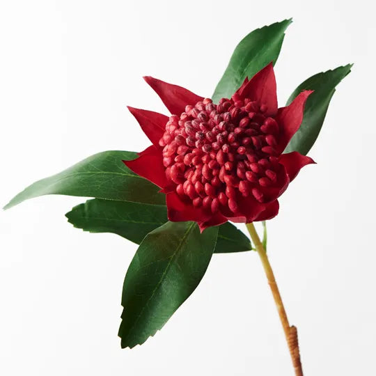 Waratah Red 45cml