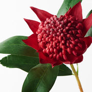 Waratah Red 45cml