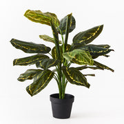 Calathea Plant Green 88cmh – thumbnail