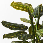 Calathea Plant Green 88cmh – thumbnail