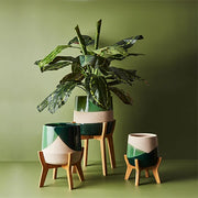 Calathea Plant Green 88cmh – thumbnail