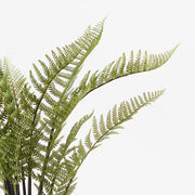 Fern Mountain Plant Green 117cmh – thumbnail