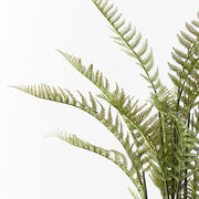 Fern Mountain Plant Green 181cmh – thumbnail