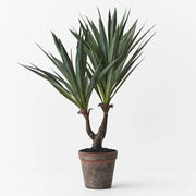 Agave Sisalana Plant Green 51cmh – thumbnail